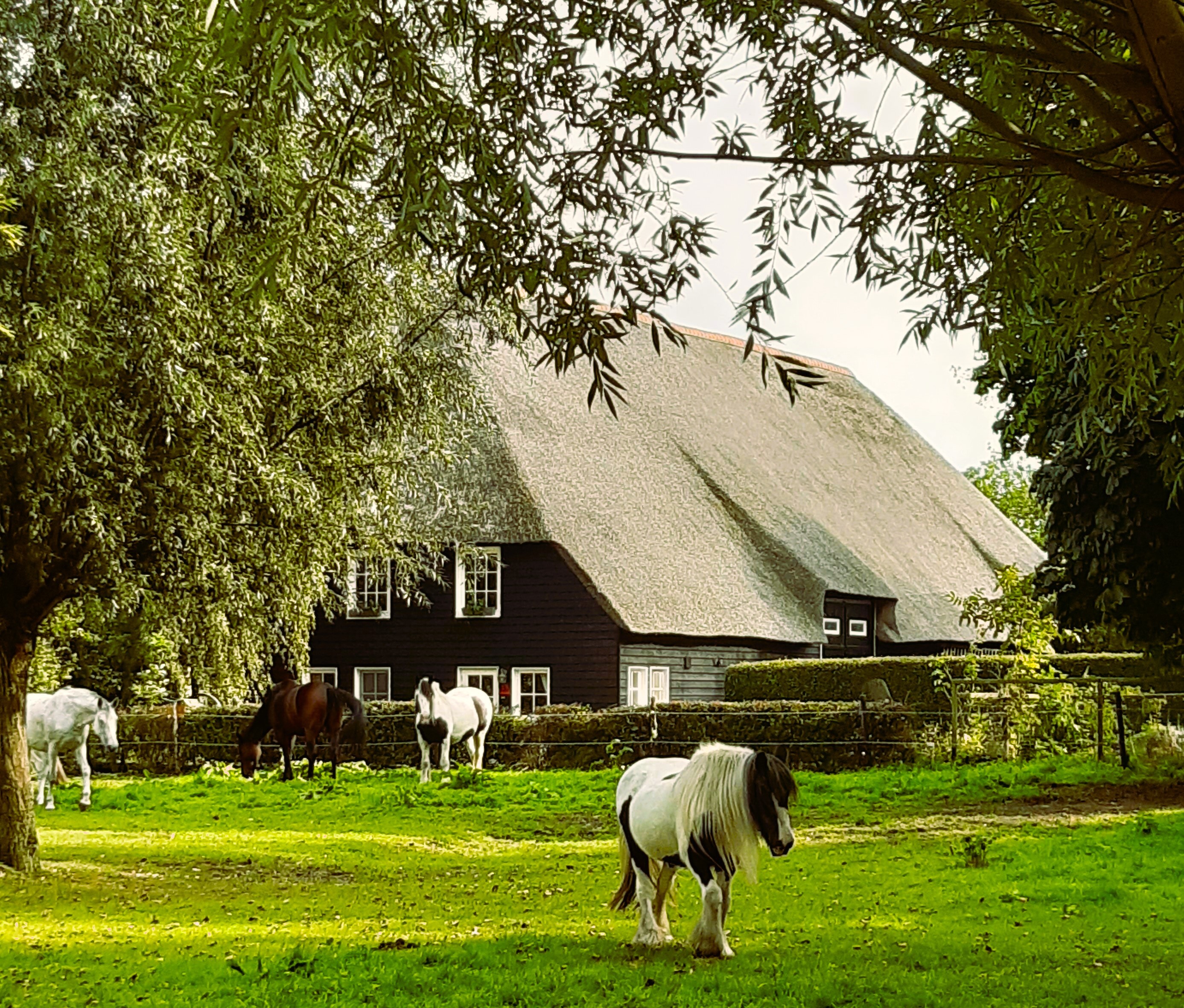 De Houttuynen